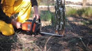 How Our Tree Care Process Works  in Vero Lake Estates, FL